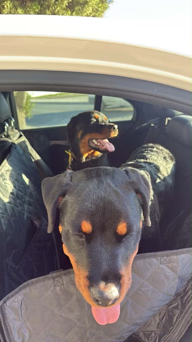 PawHavenSA RideShield™ Seat Cover