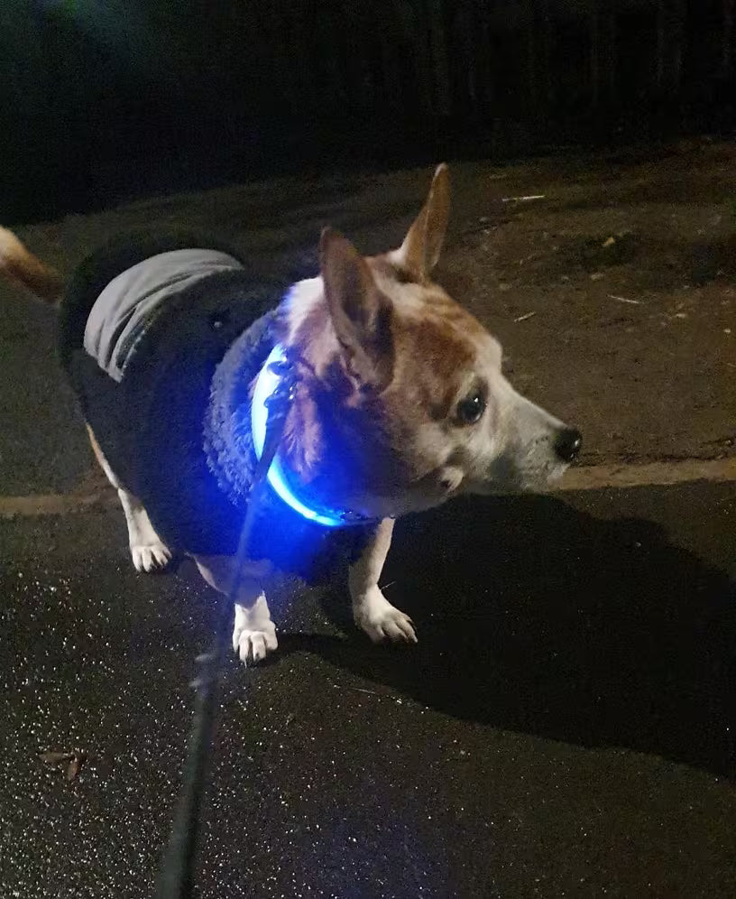 PawHavenSA GlowWalk™ Collar
