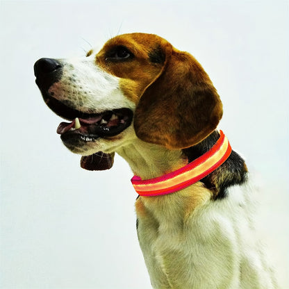 PawHavenSA GlowWalk™ Collar