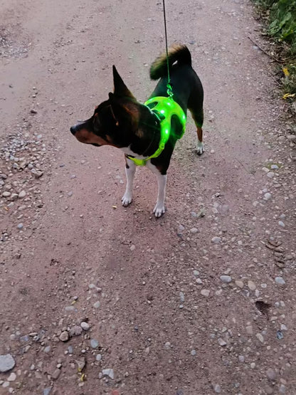 PawHavenSA NightGuard™ Harness