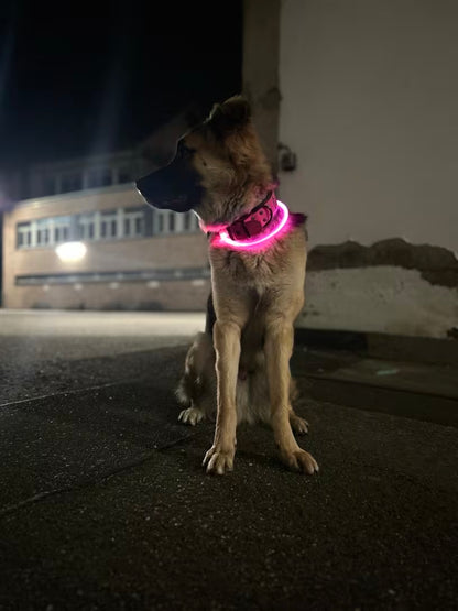 PawHavenSA GlowWalk™ Collar