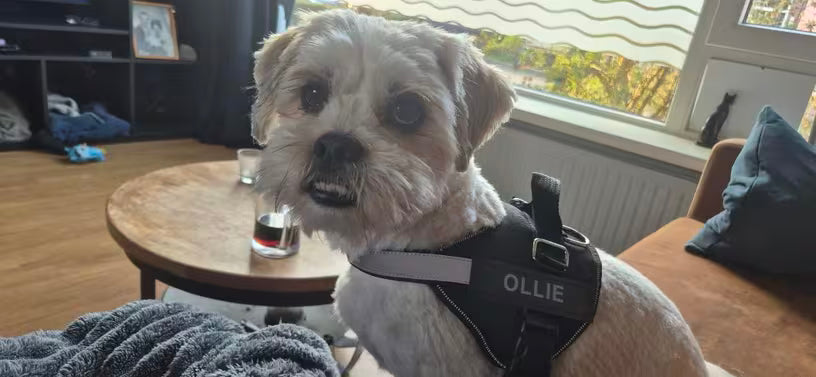 PawHavenSA SecureFit™ Customizable Harness