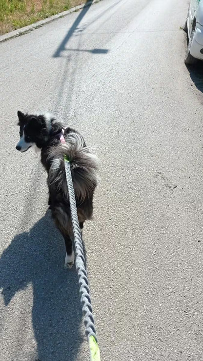 PawHavenSA RunMate™ Belt