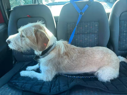 PawHavenSA SafeRide™ Belt