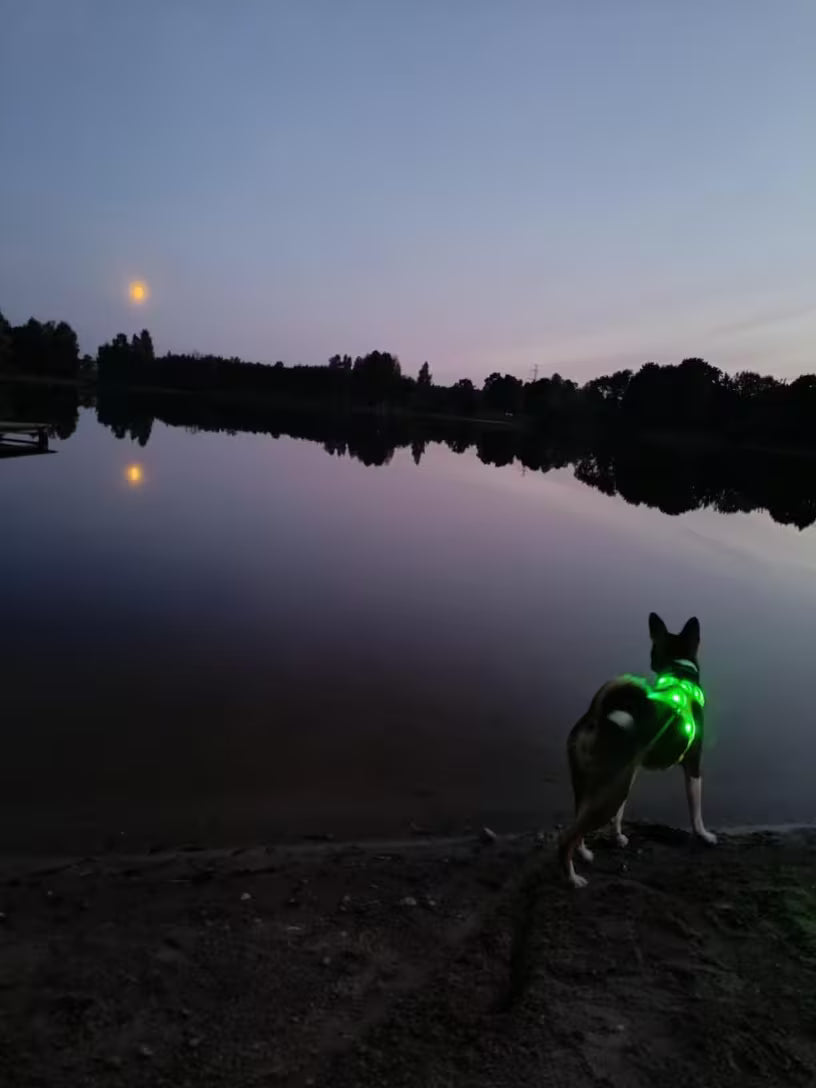 PawHavenSA NightGuard™ Harness