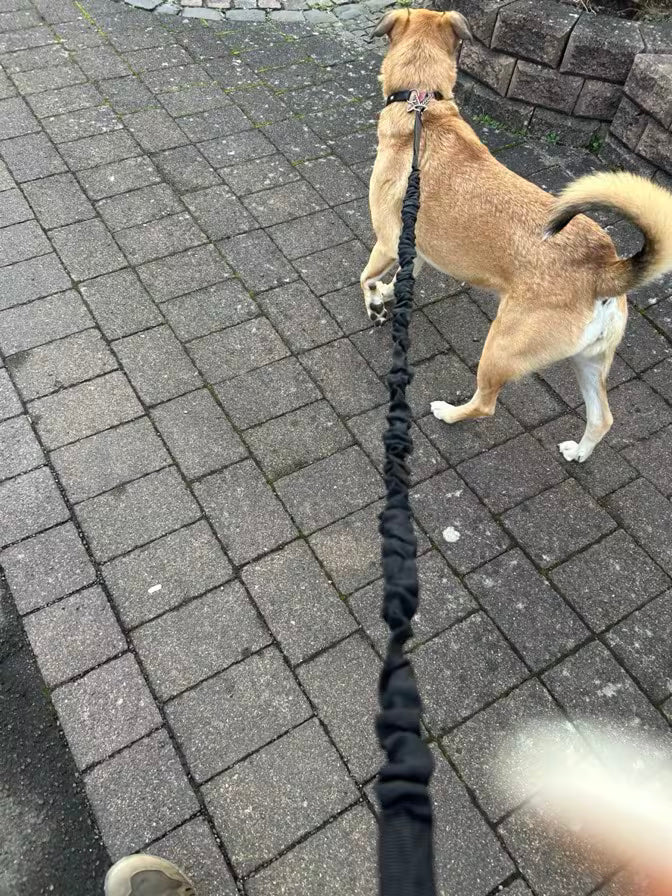 PawHavenSA RunMate™ Belt