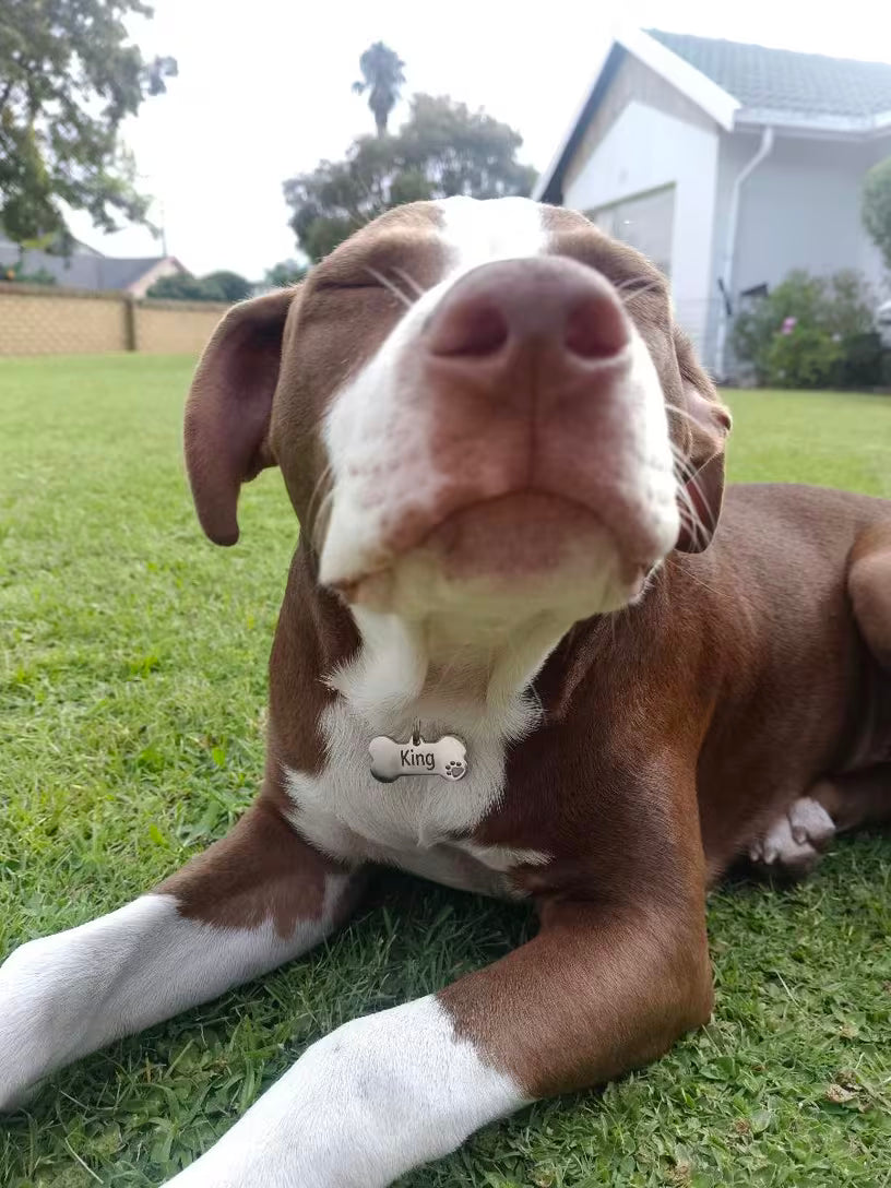 PawHavenSA SafeTag™ ID Tag