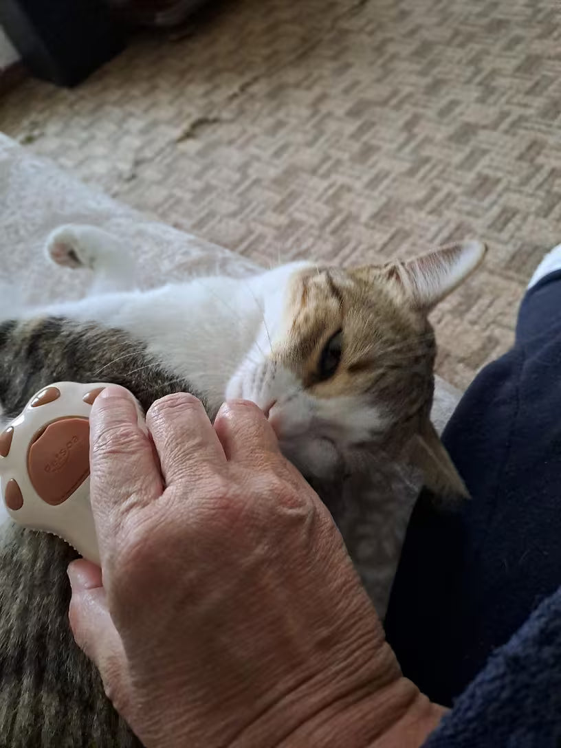 PawHavenSA FurMist™ Electric Grooming Brush