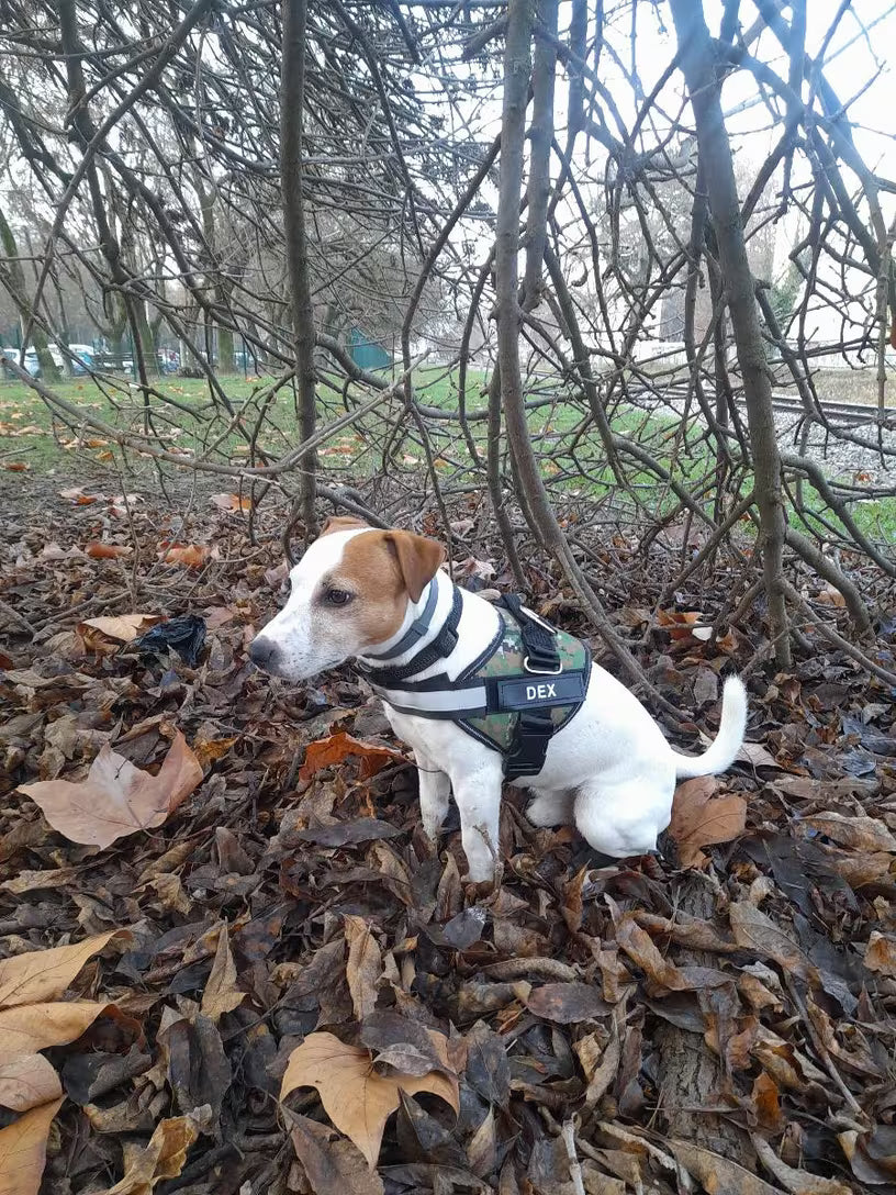 PawHavenSA SecureFit™ Customizable Harness