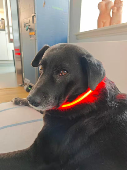 PawHavenSA GlowWalk™ Collar