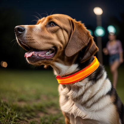 PawHavenSA GlowWalk™ Collar