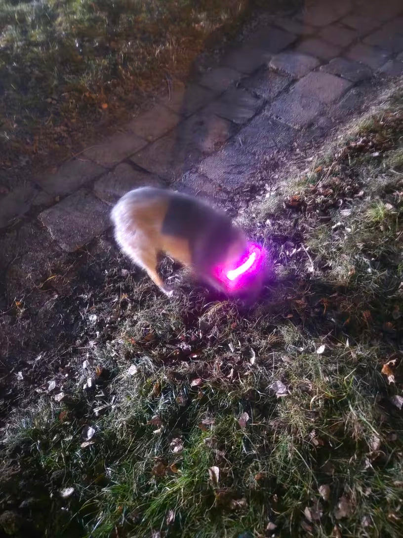 PawHavenSA GlowWalk™ Collar