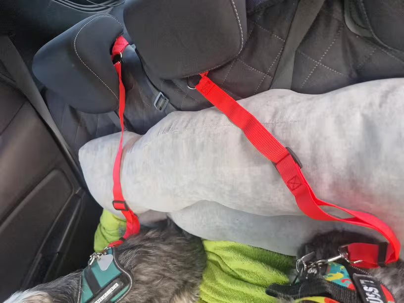 PawHavenSA SafeRide™ Belt