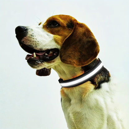 PawHavenSA GlowWalk™ Collar