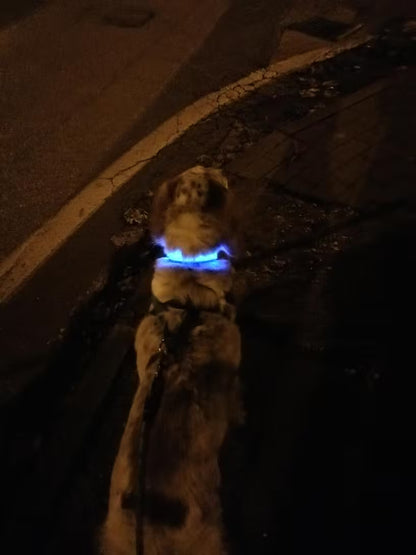 PawHavenSA GlowWalk™ Collar