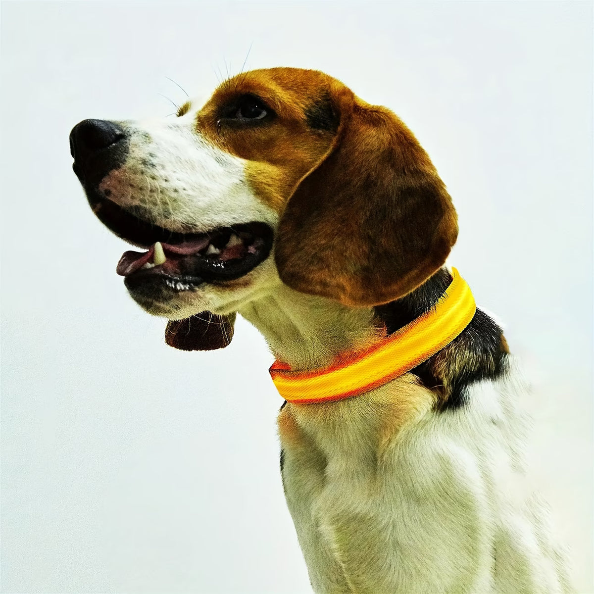 PawHavenSA GlowWalk™ Collar