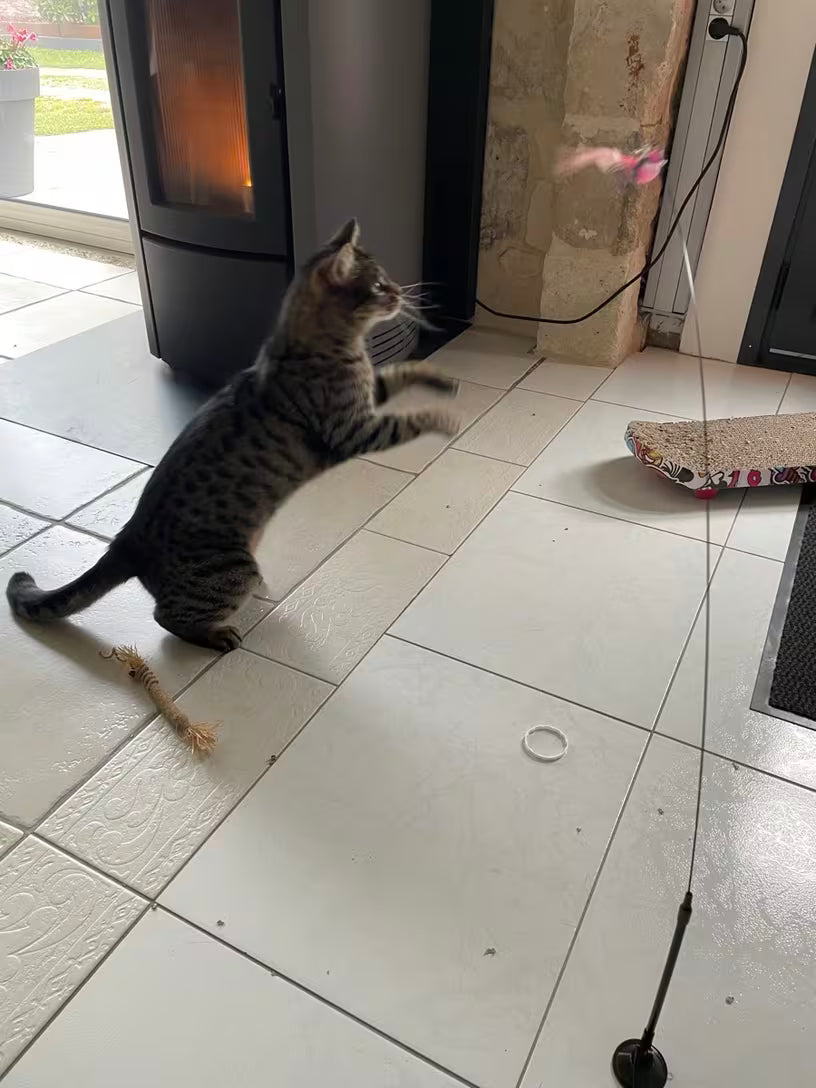 PawHavenSA Hunt & Play™ Wand
