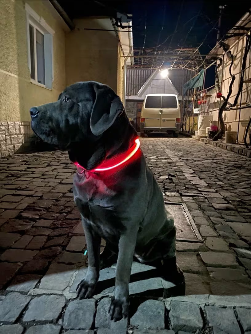 PawHavenSA GlowWalk™ Collar