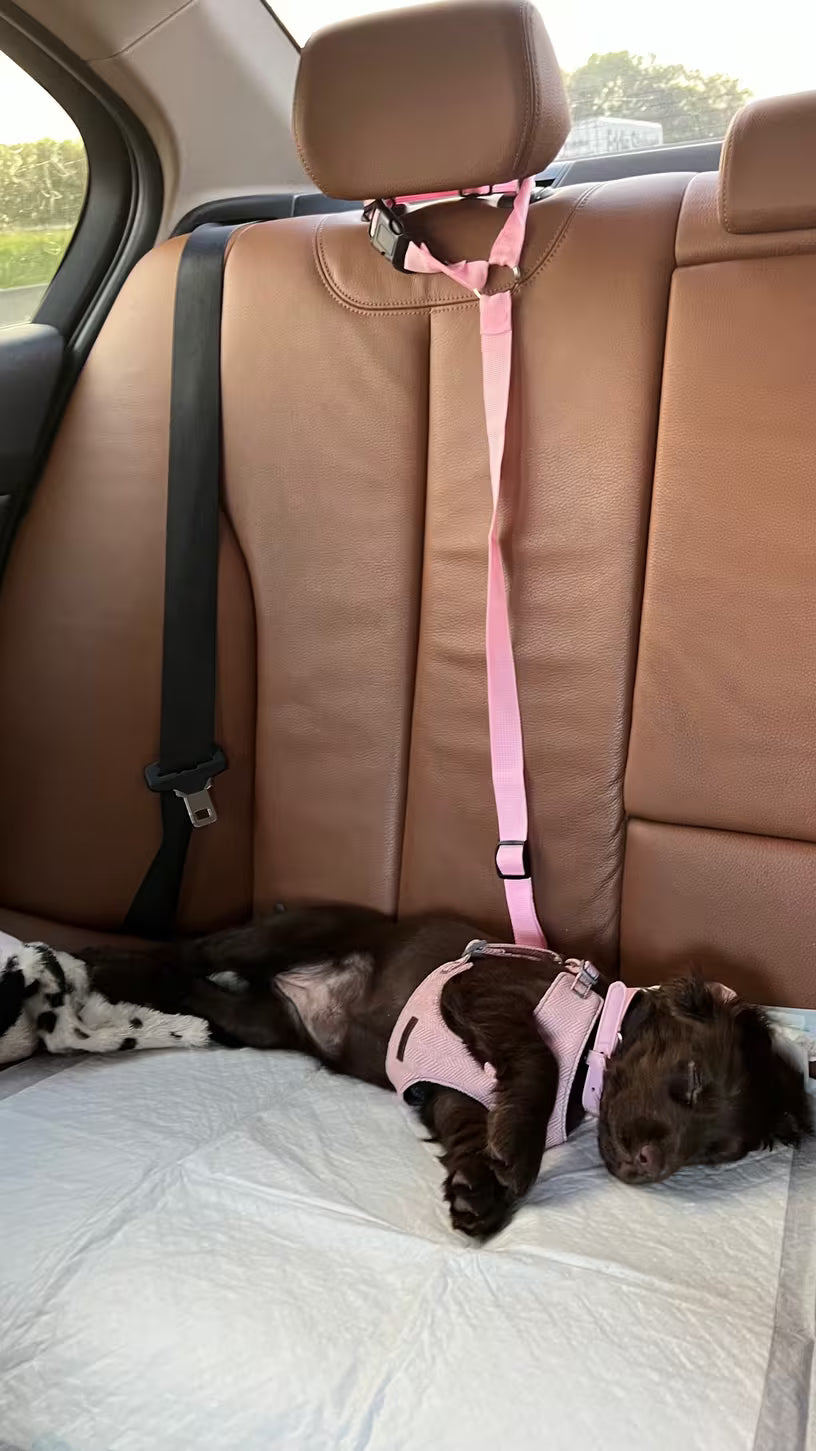 PawHavenSA SafeRide™ Belt