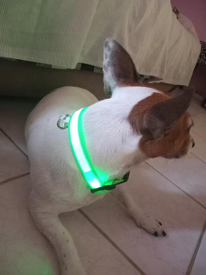 PawHavenSA GlowWalk™ Collar