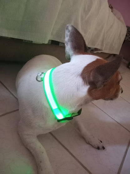 PawHavenSA GlowWalk™ Collar