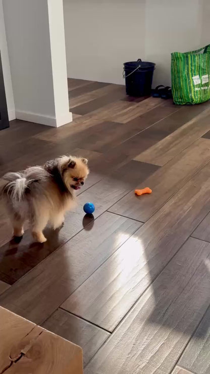 PawHavenSA™ BarkBounce