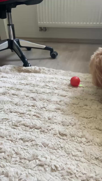PawHavenSA™ BarkBounce