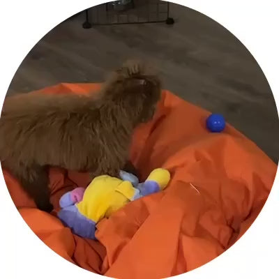 PawHavenSA™ BarkBounce