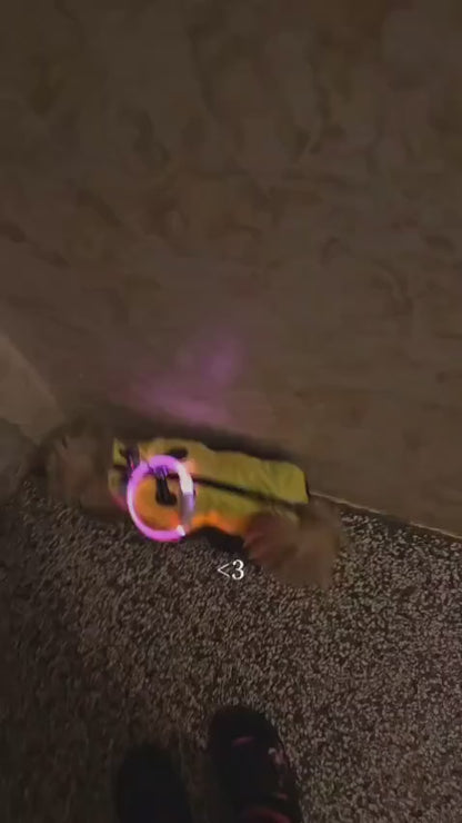 PawHavenSA GlowWalk™ Collar