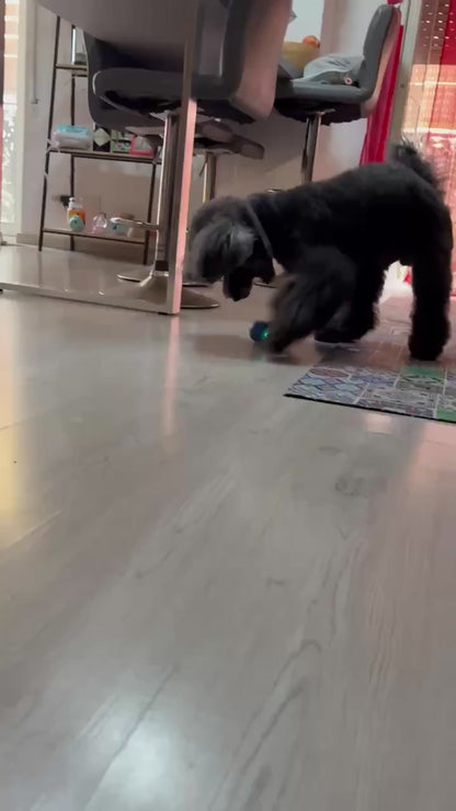 PawHavenSA™ BarkBounce
