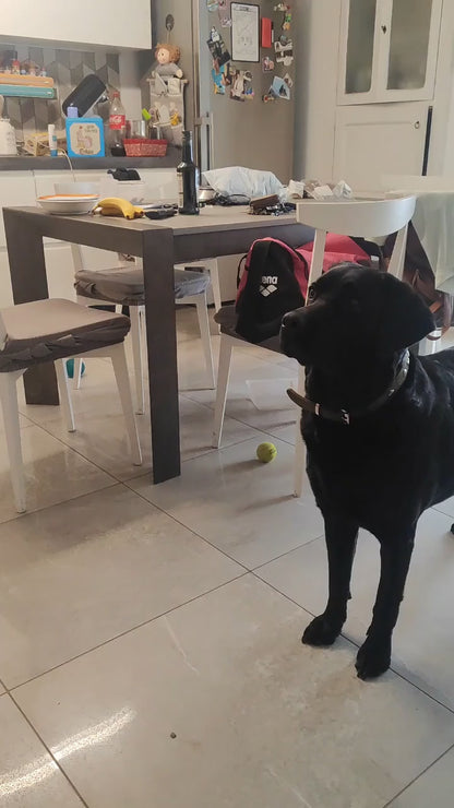 PawHavenSA™ BarkBounce